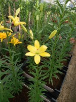 [5002 Yellow Cocotte No02.JPG]